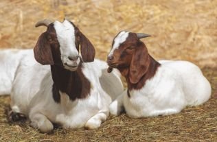 Aqeeqa For Boy 2 Goats image